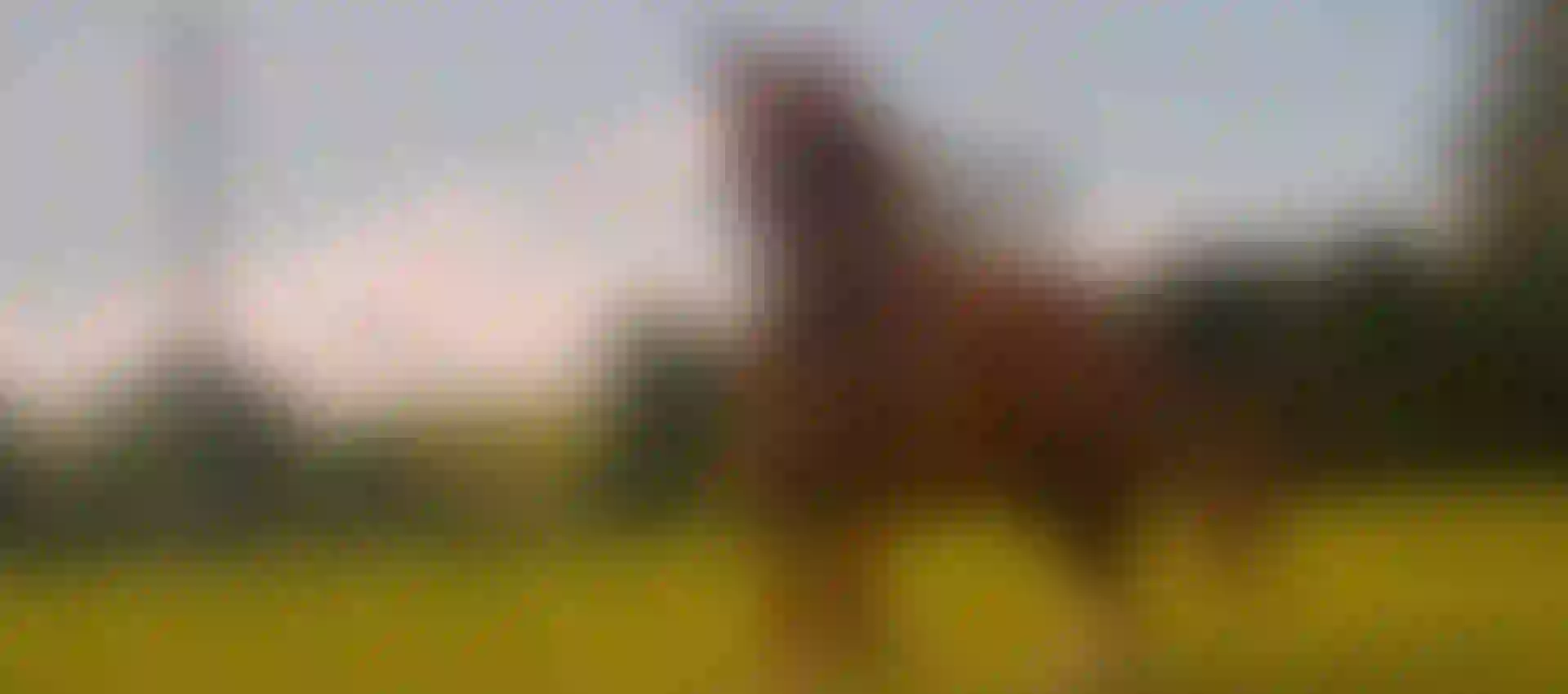 Image du carousel de Attelages Saint Fiacre N°1